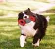 Pet Life Chompter Dura-Chew Tough Water Resistant Plush Chew Tugging Dog Toy